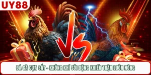 Đá Gà Cựa Sắt - Không Khí Sôi Động Khiến Trận Luôn Nóng